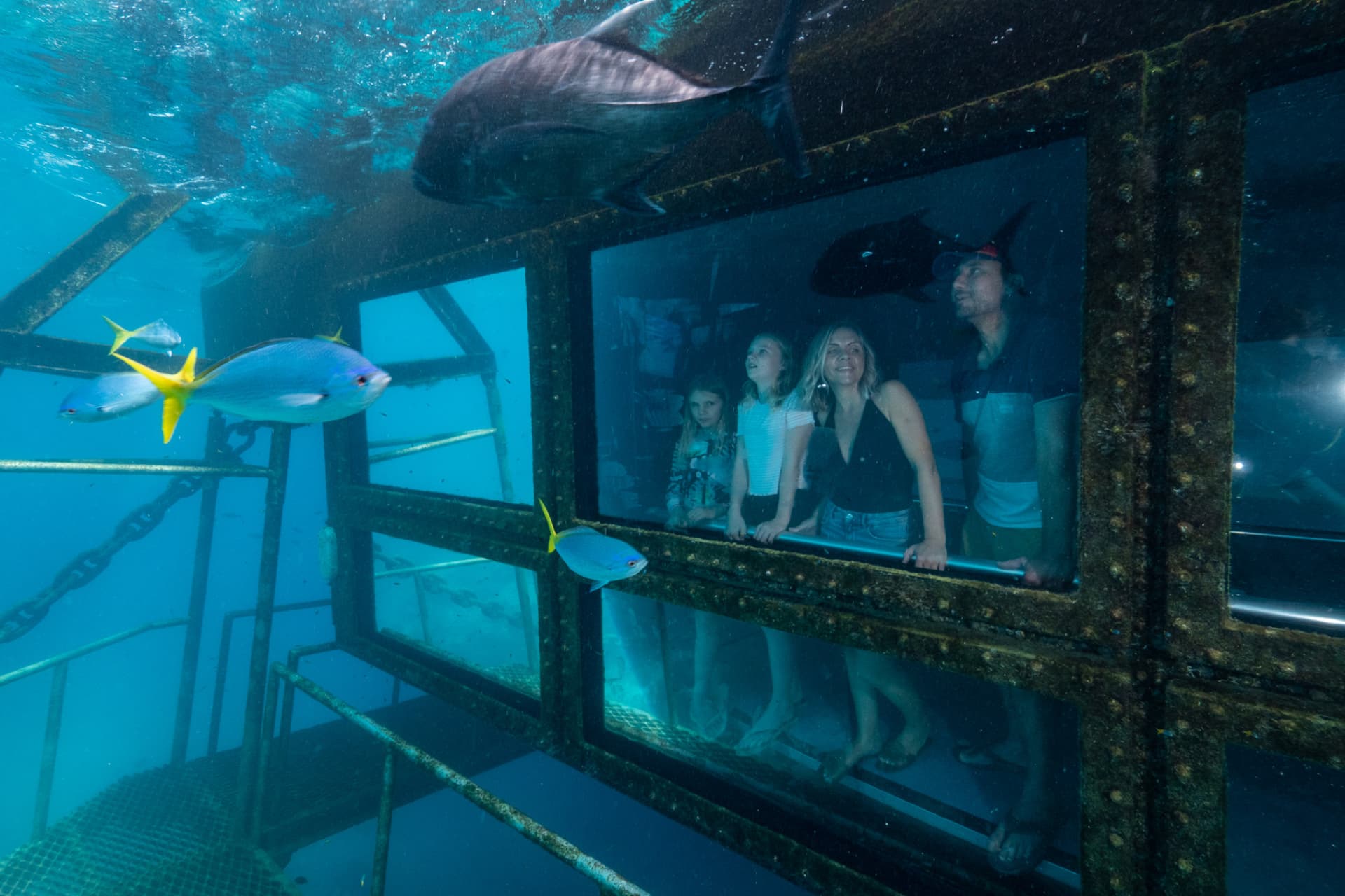 Great Barrier Reef Full-Day Pontoon Tour with Reef Magic from Cairns - image 4